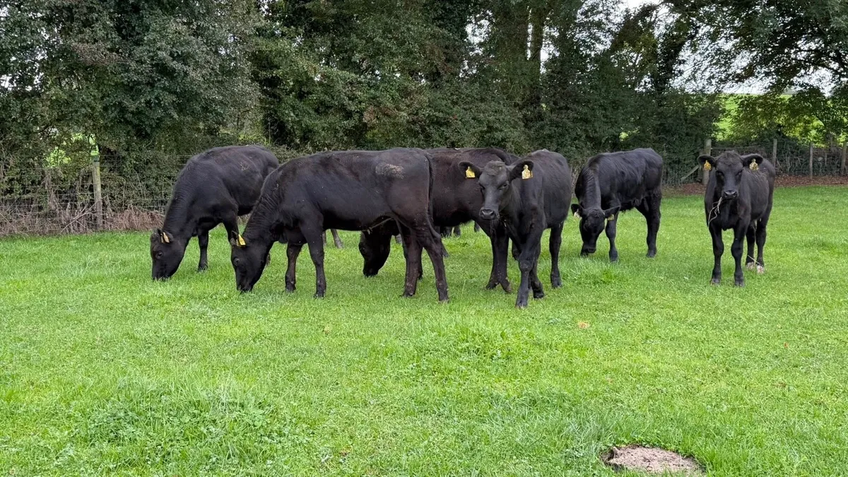10 super Angus heifer weanlings - Image 1