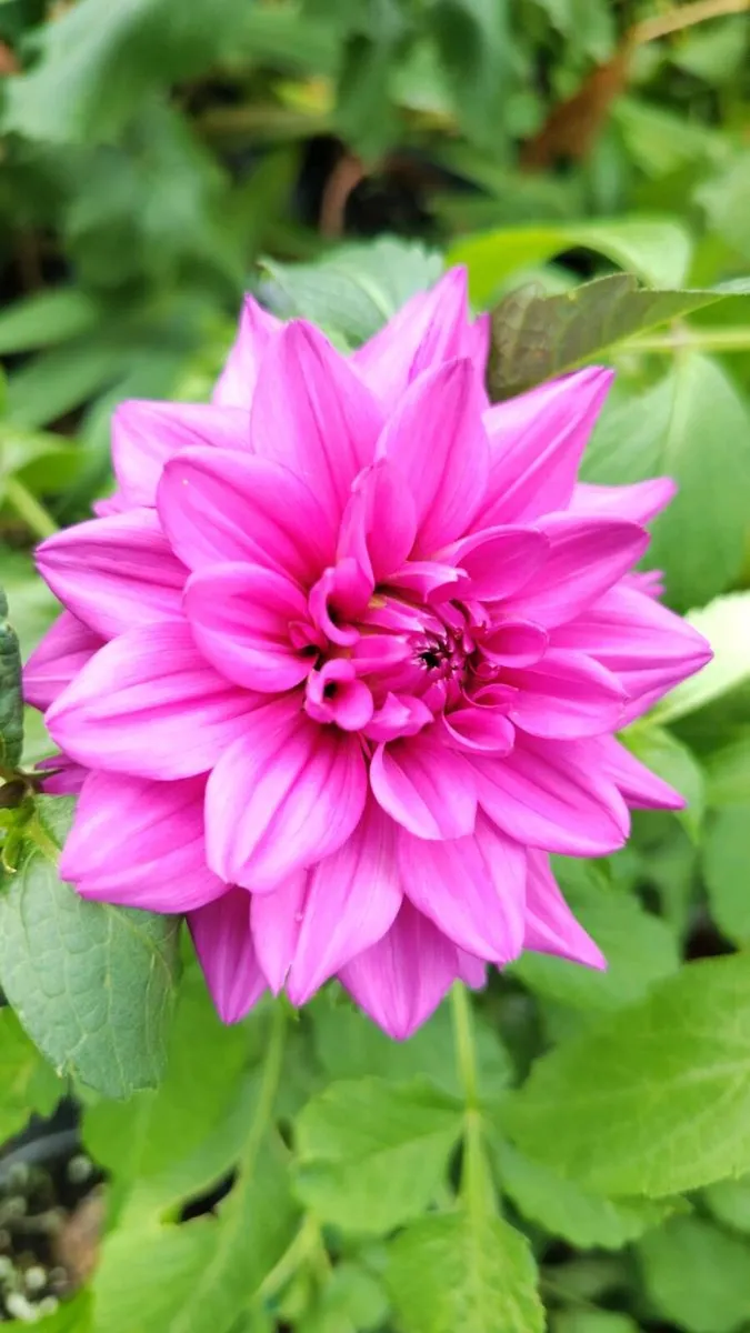 Dahlia Tickled Pink