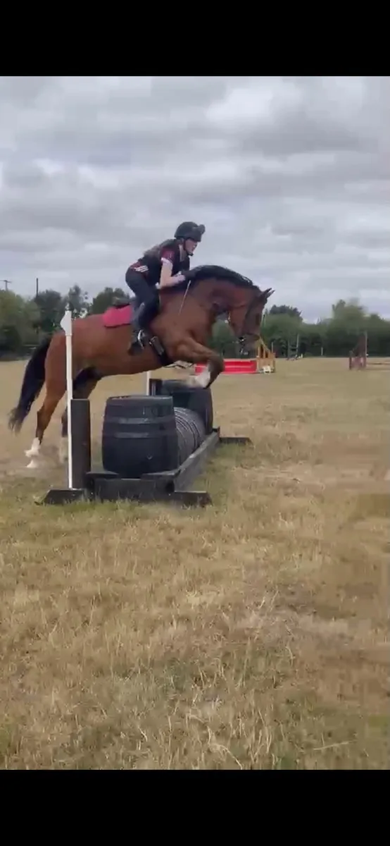 4-Year-Old Hunting Prospect – 15.3hh