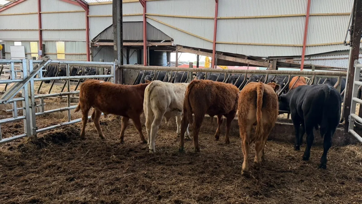5 super 280 kg continental bulls - Image 1