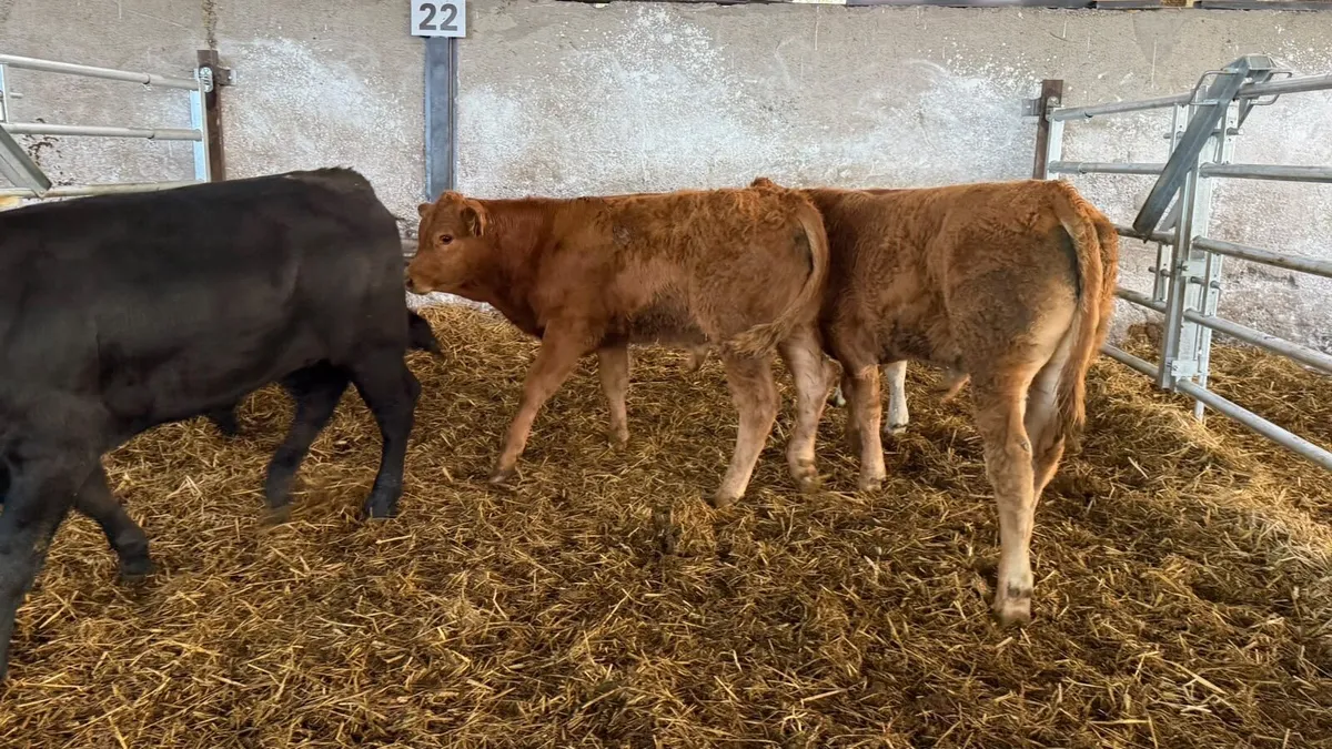 5 super 280 kg continental bulls - Image 2