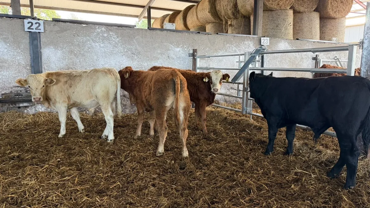 5 super 280 kg continental bulls - Image 3