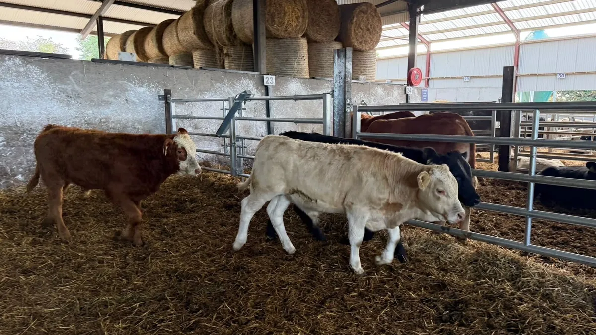 5 super 280 kg continental bulls - Image 4