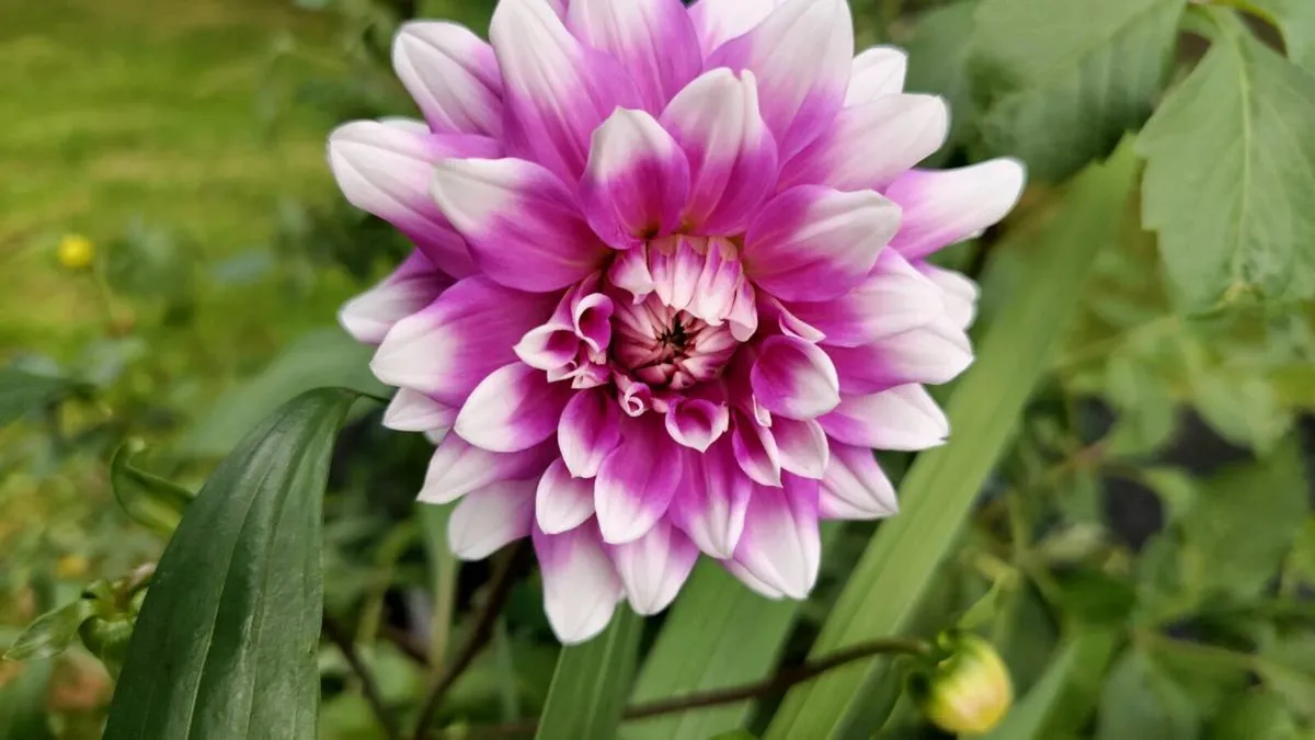 PINK Dahlias