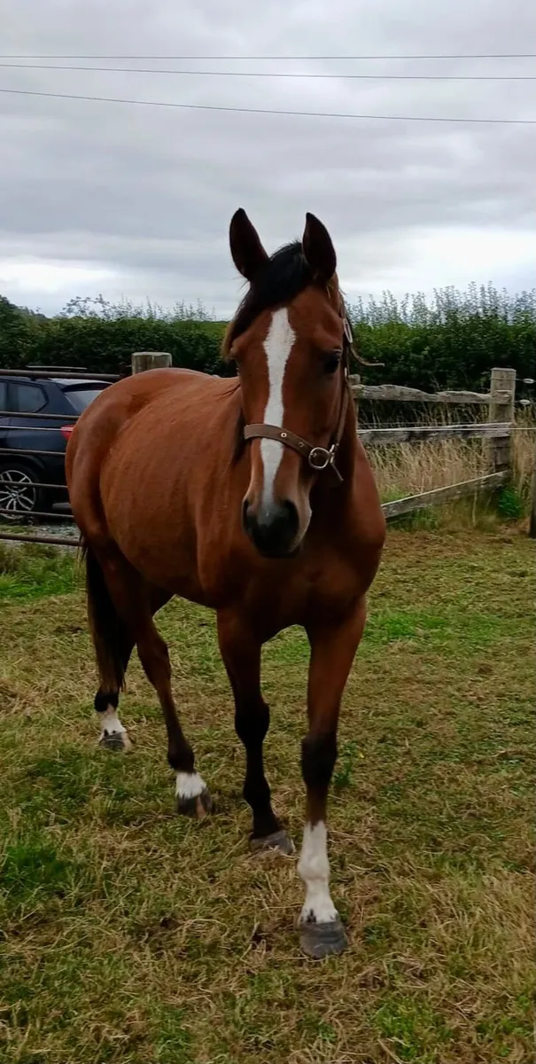 3 year old filly - Image 1