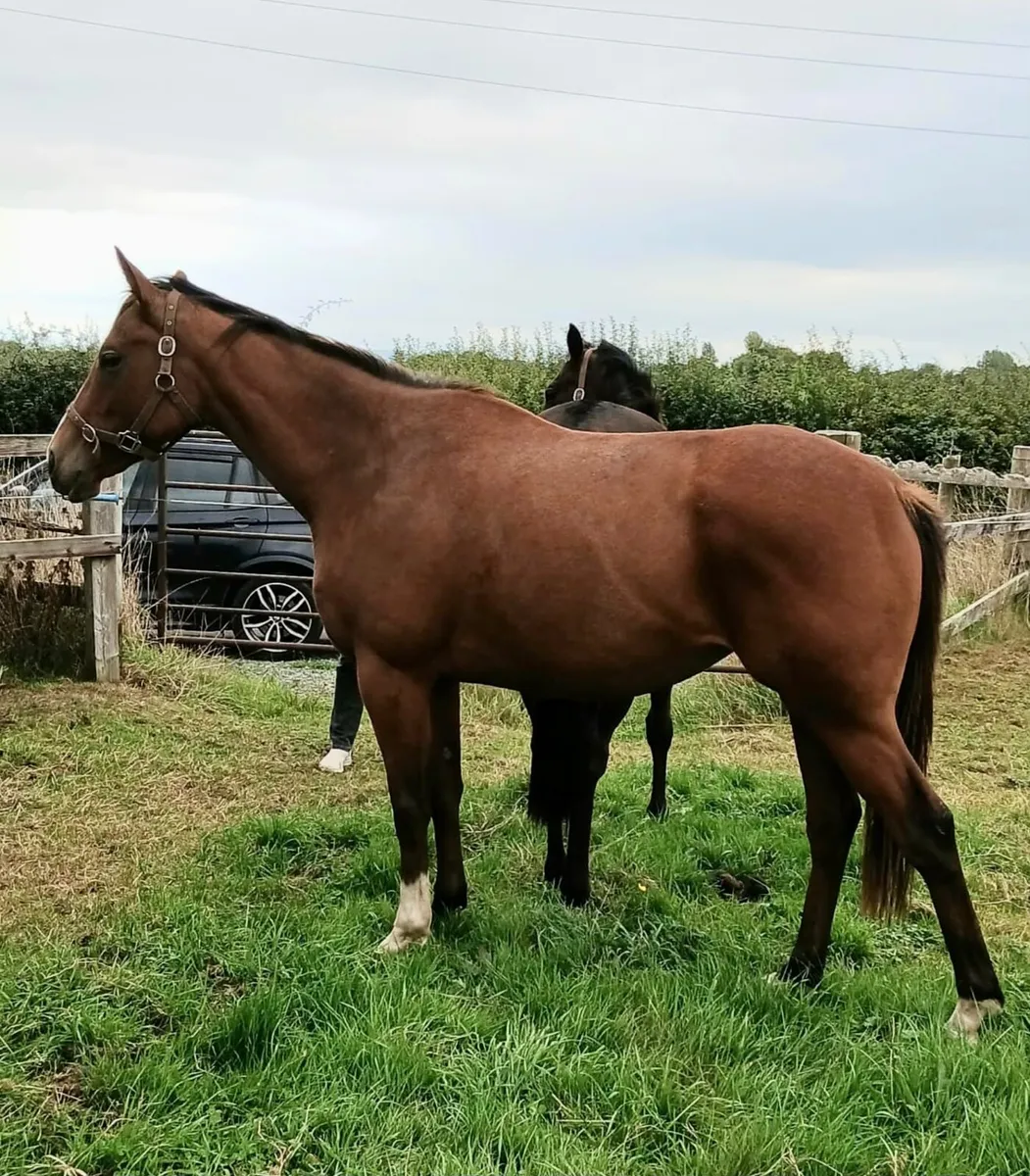 3 year old filly - Image 2