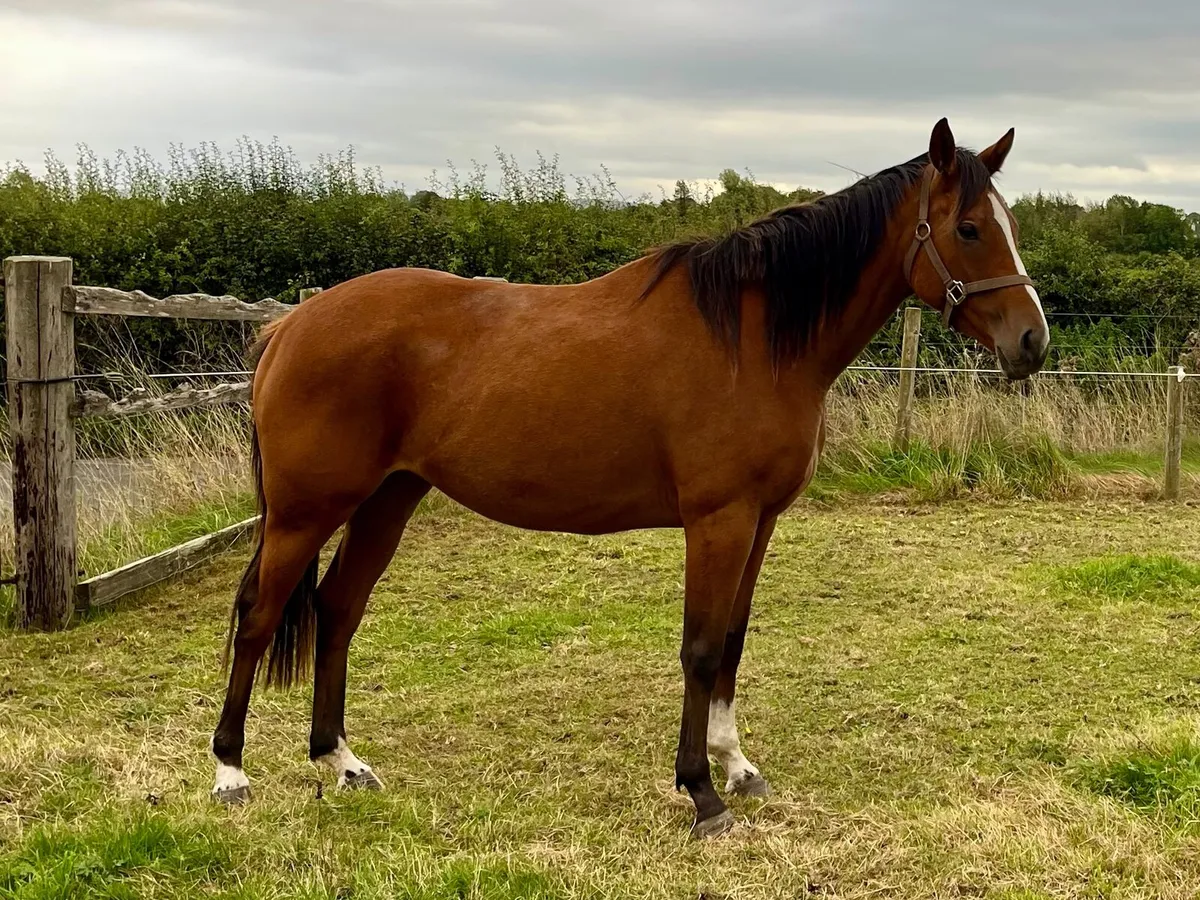 3 year old filly - Image 3