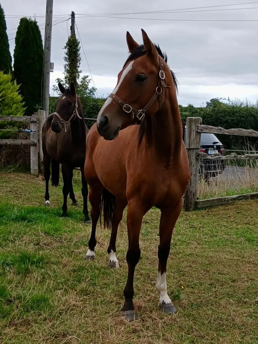 3 year old filly - Image 4