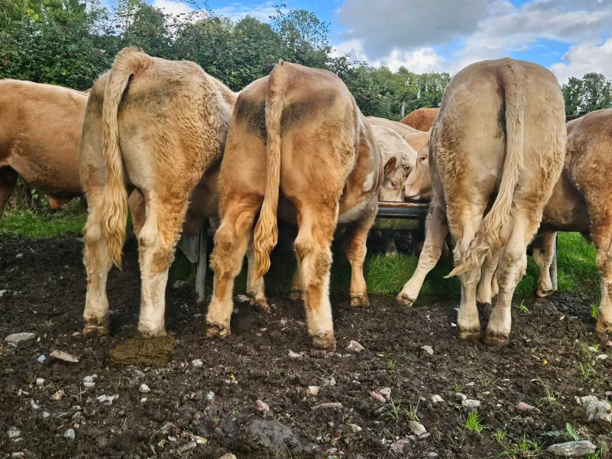 Bullocks - Image 2