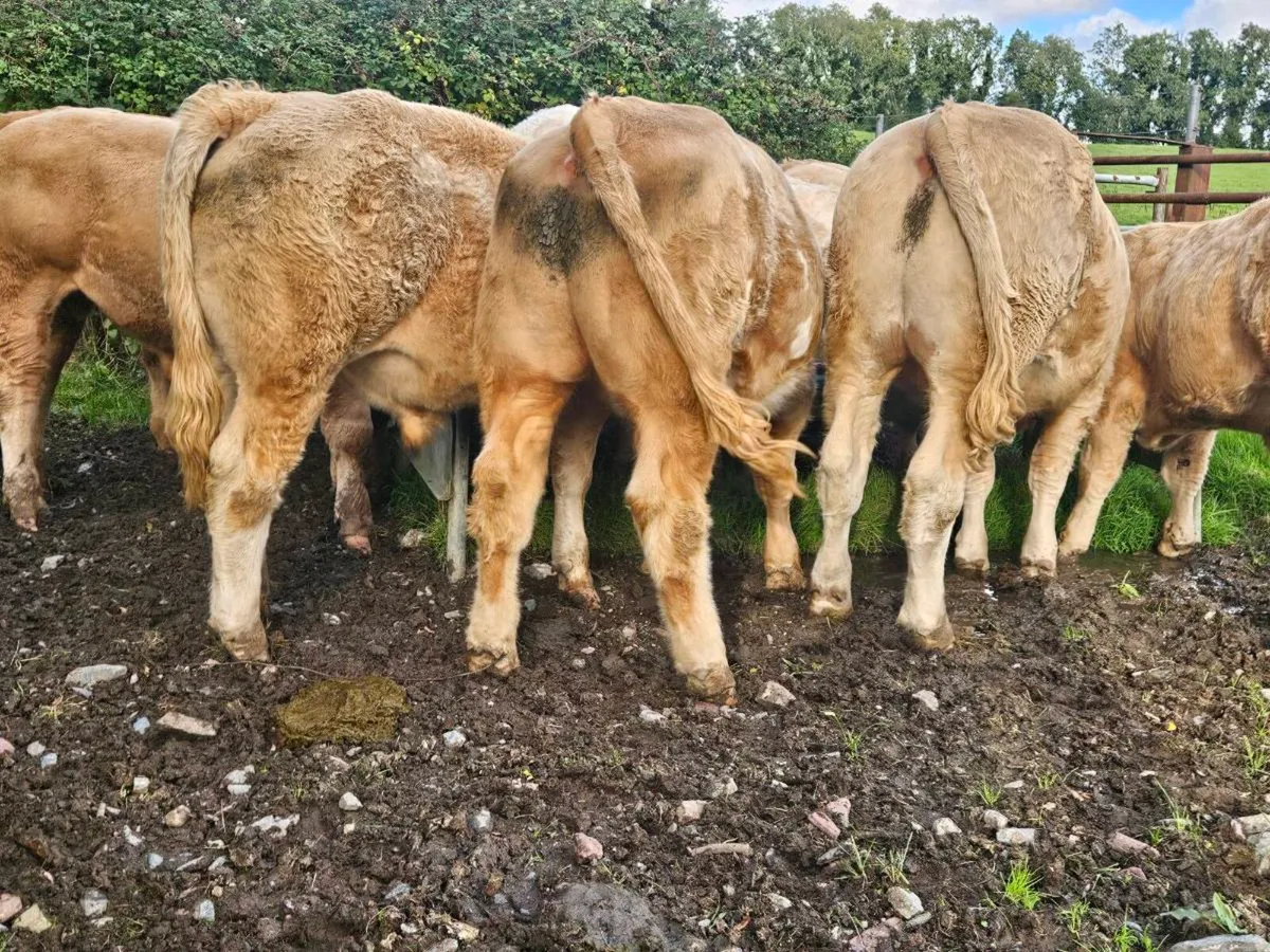 Bullocks - Image 3