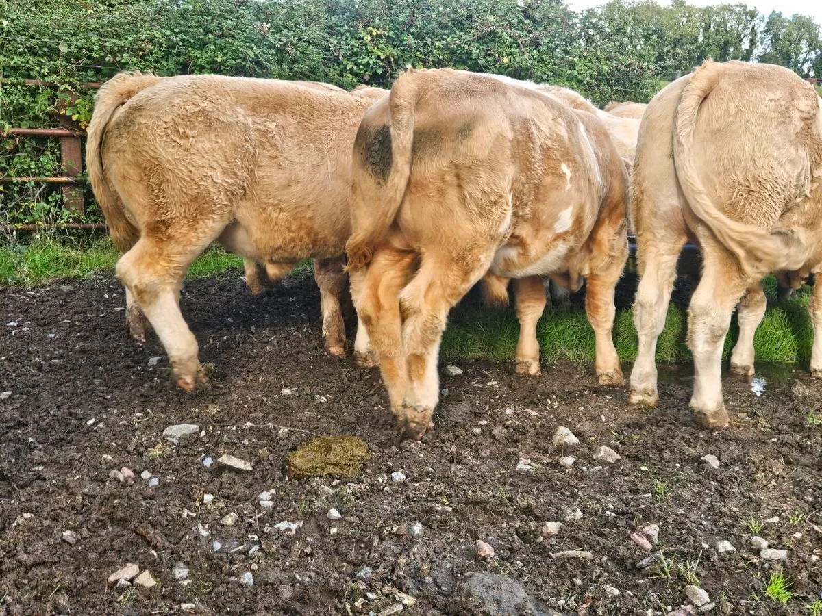 Bullocks - Image 4
