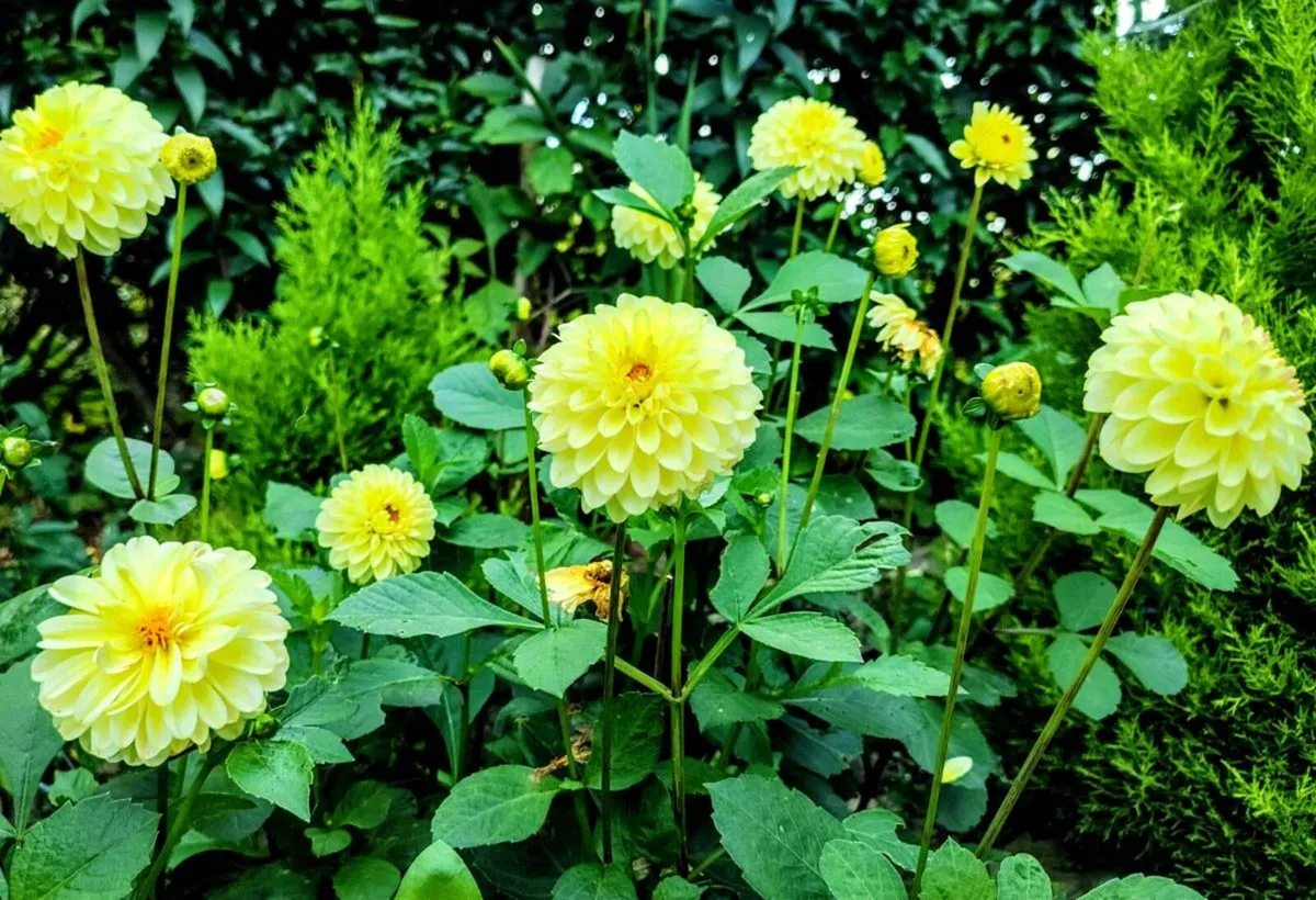 Dahlia Yellow Feather