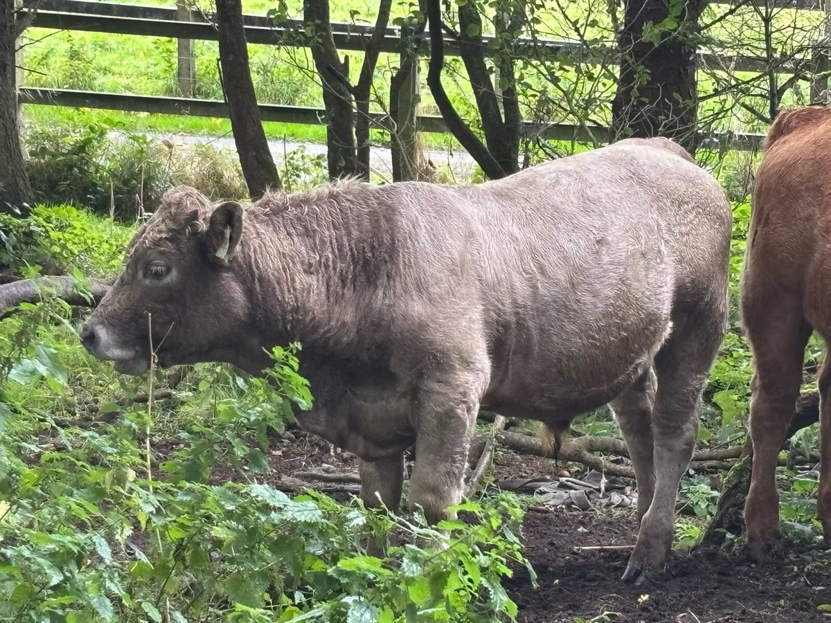 Weanling - Image 2