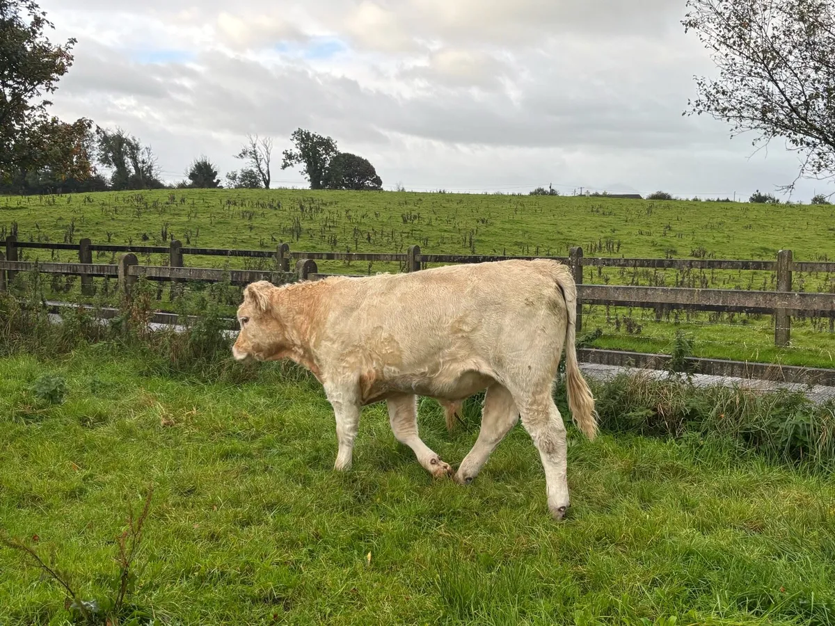 Weanling - Image 4