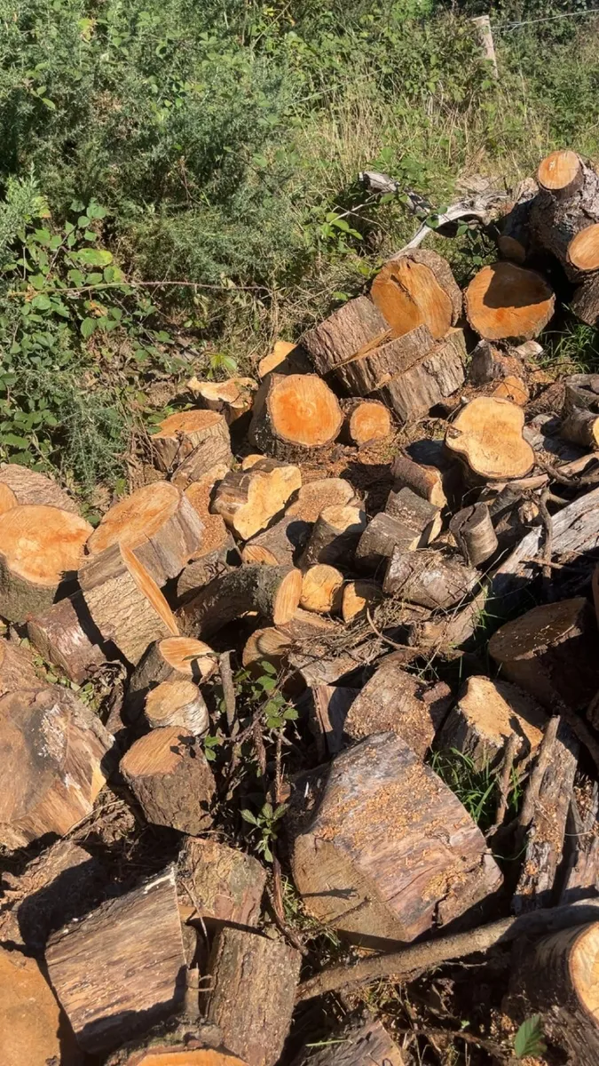 Timber - Image 3