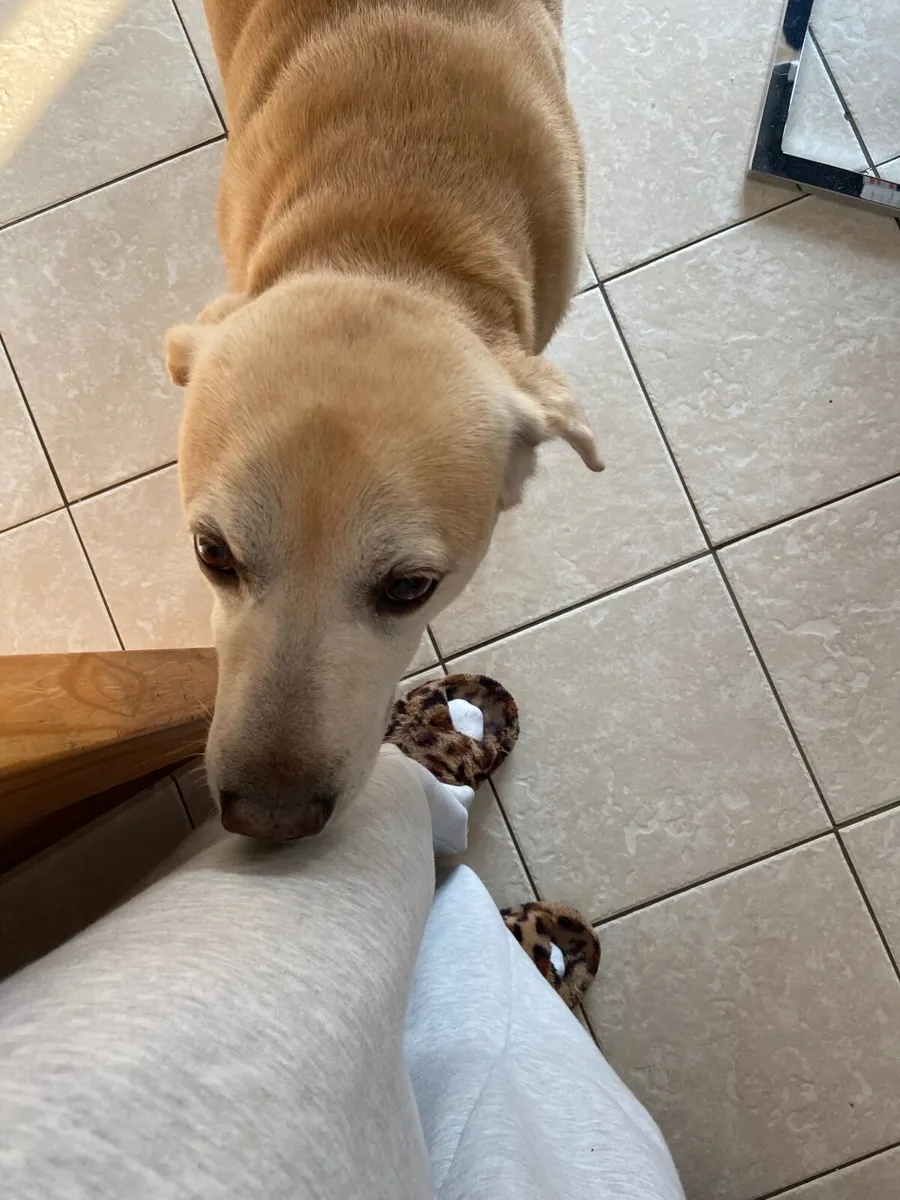 Senior Male Golden Labrador - Image 3
