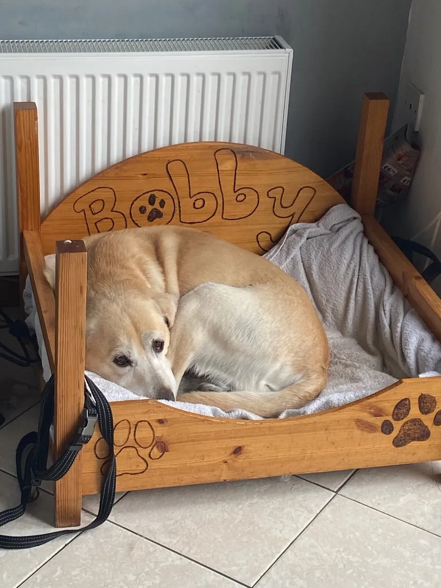 Senior Male Golden Labrador - Image 2