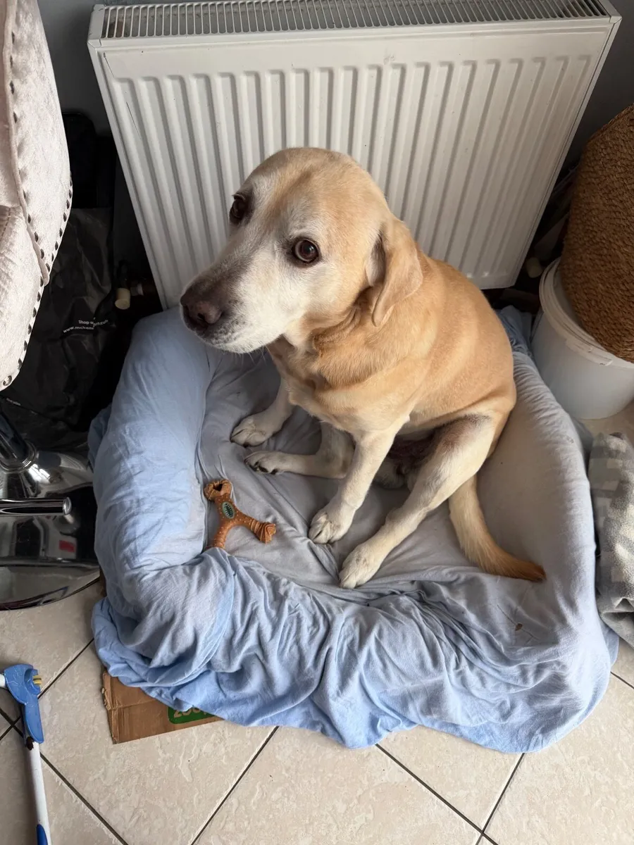 Senior Male Golden Labrador - Image 4