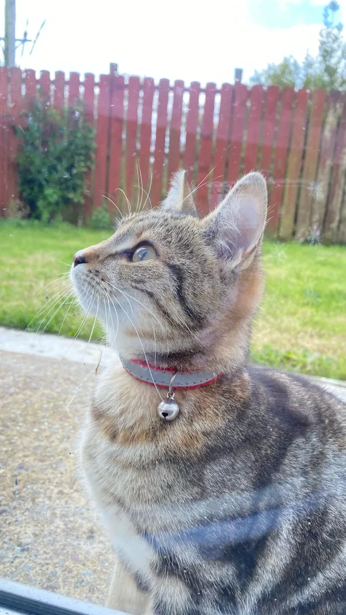 Fre2Cats 7 months very poor love friend very clean - Image 1