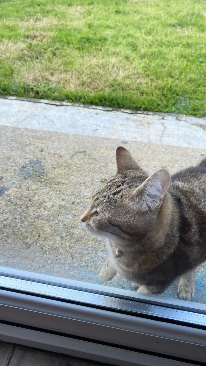 Fre2Cats 7 months very poor love friend very clean - Image 2