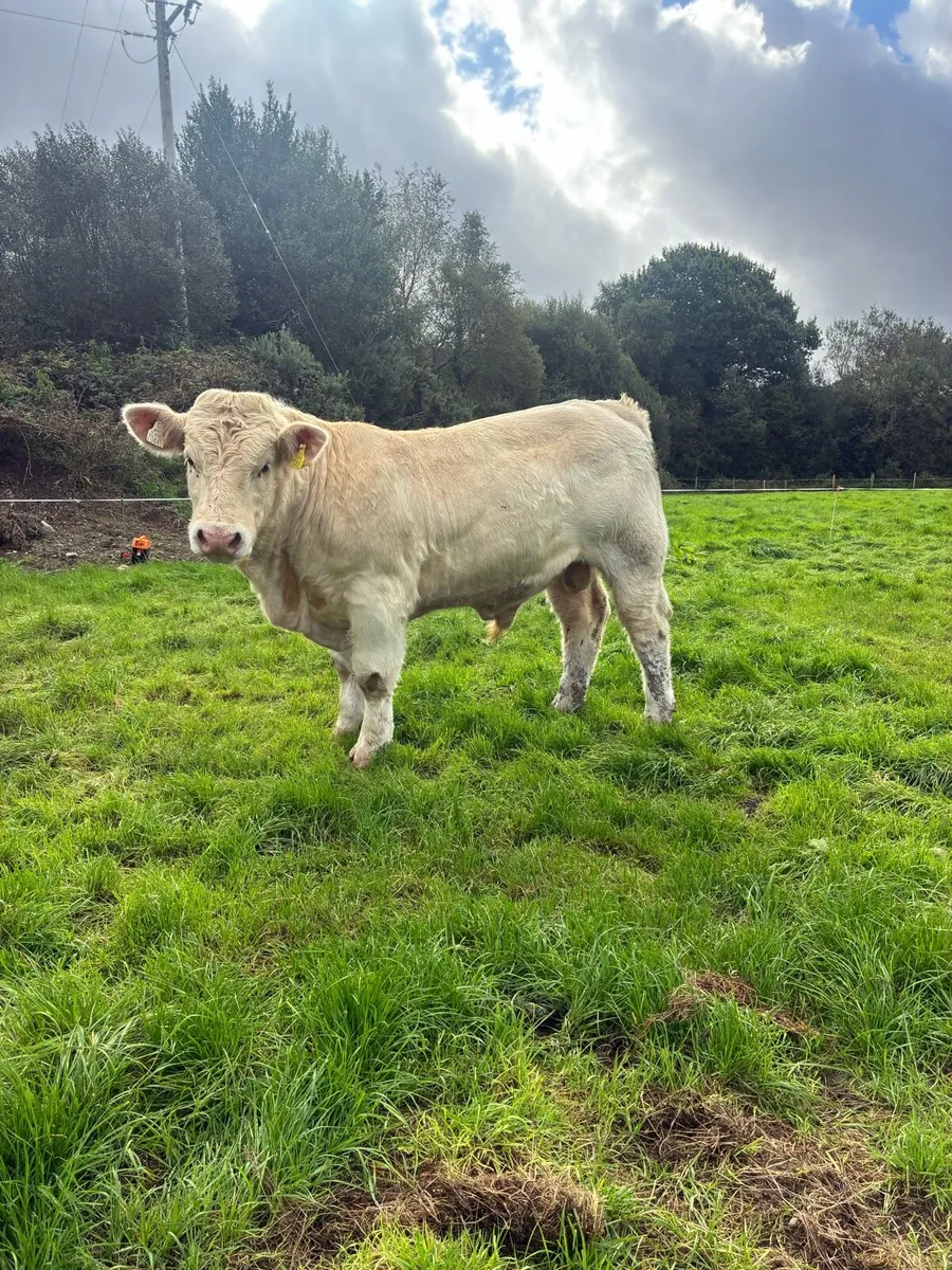 5 star PBR Charolais bulls - Image 1