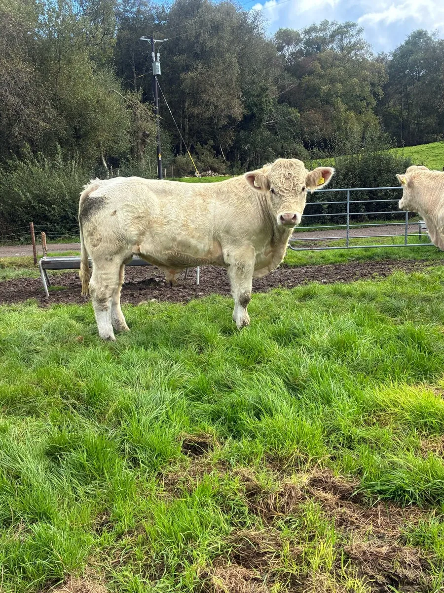 5 star PBR Charolais bulls - Image 2