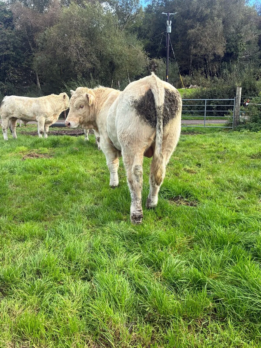 5 star PBR Charolais bulls - Image 3