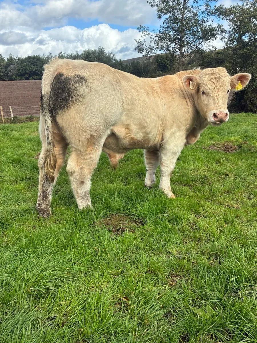 5 star PBR Charolais bulls - Image 4