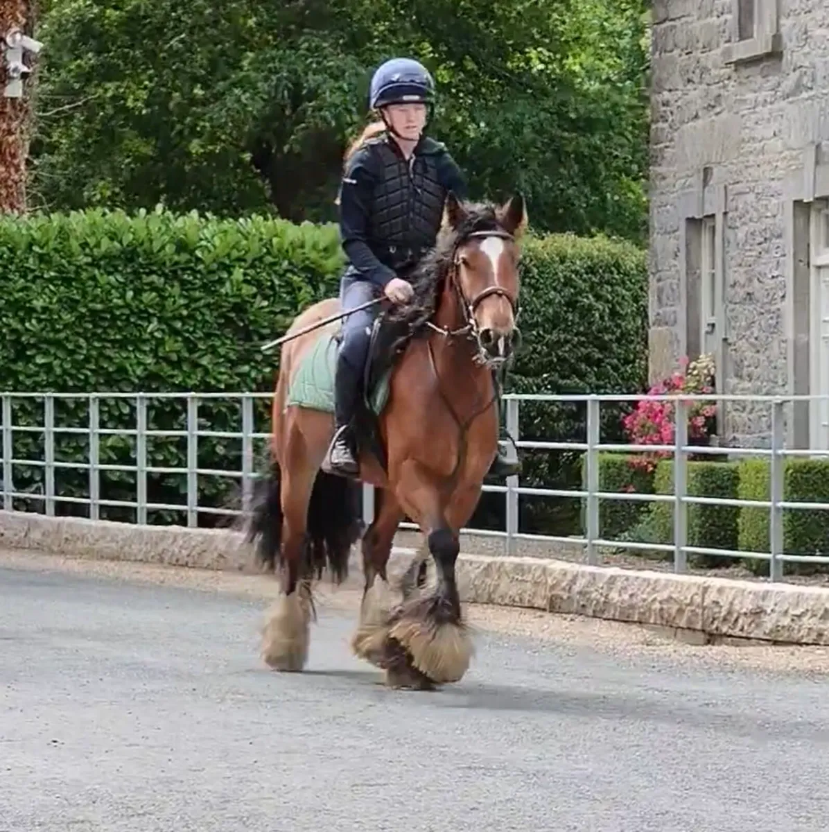 All rounder Cob - Image 3
