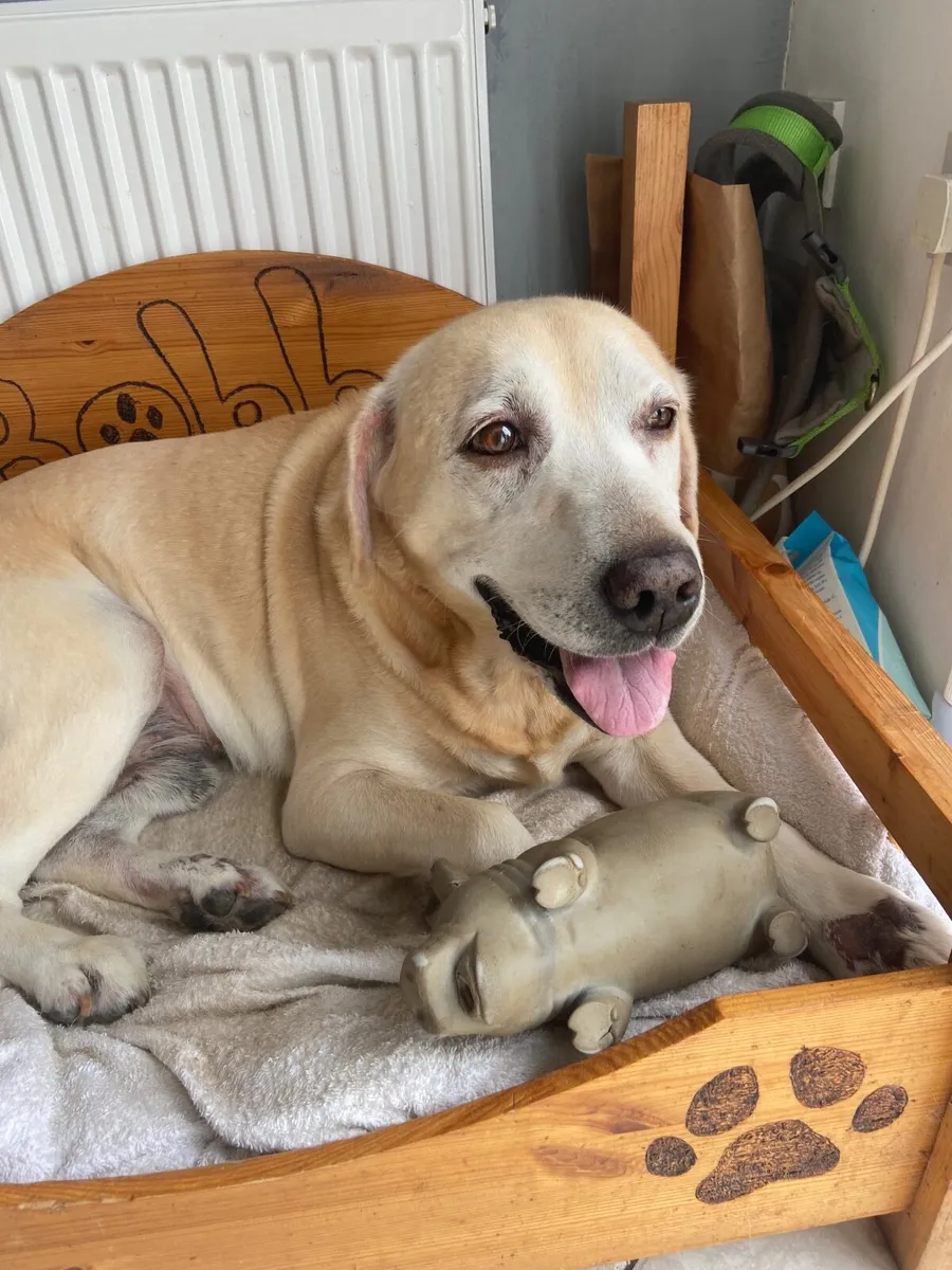 Senior Male Golden Labrador - Image 1