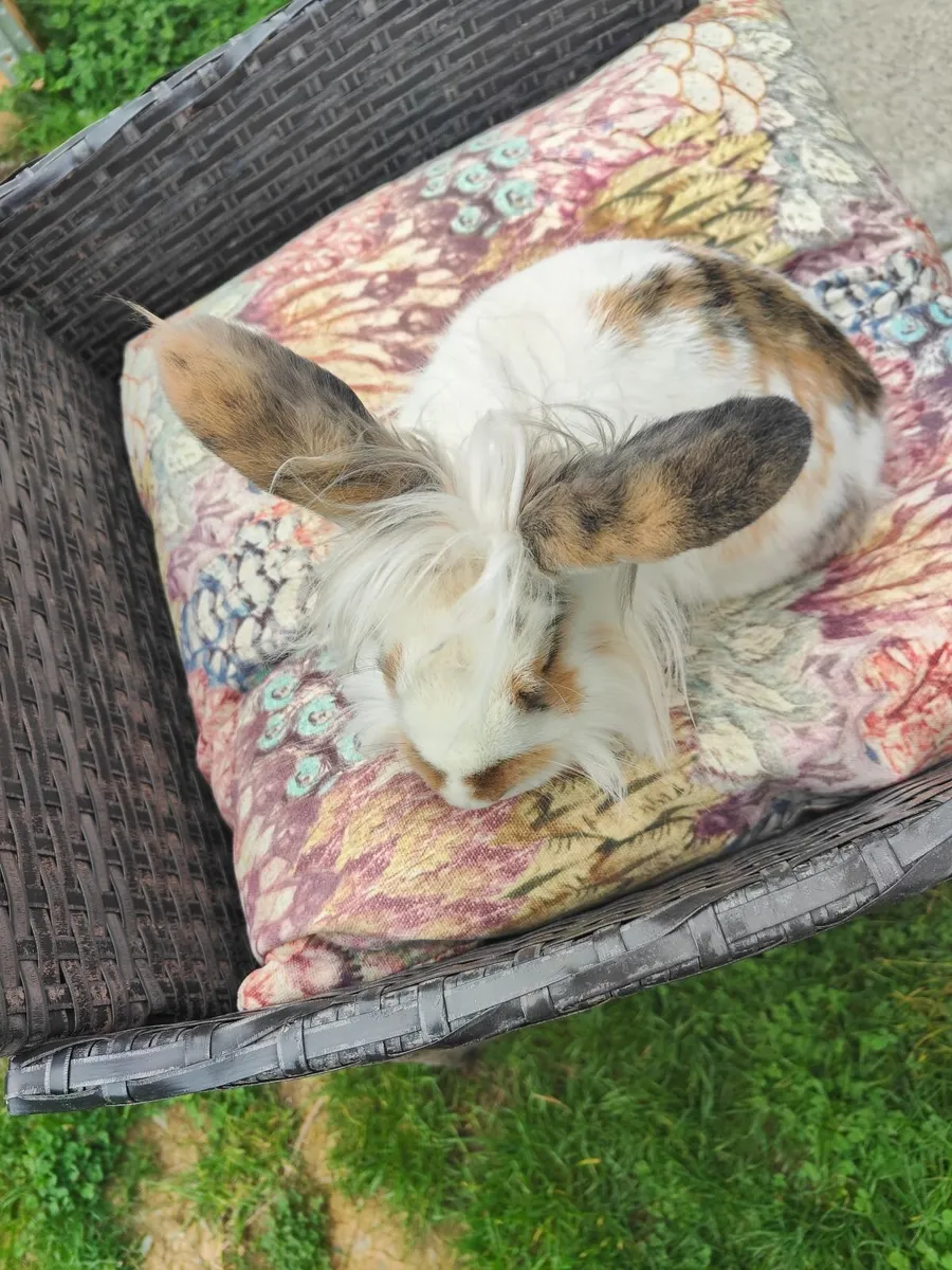 Free baby bunny Rabbit - Image 3