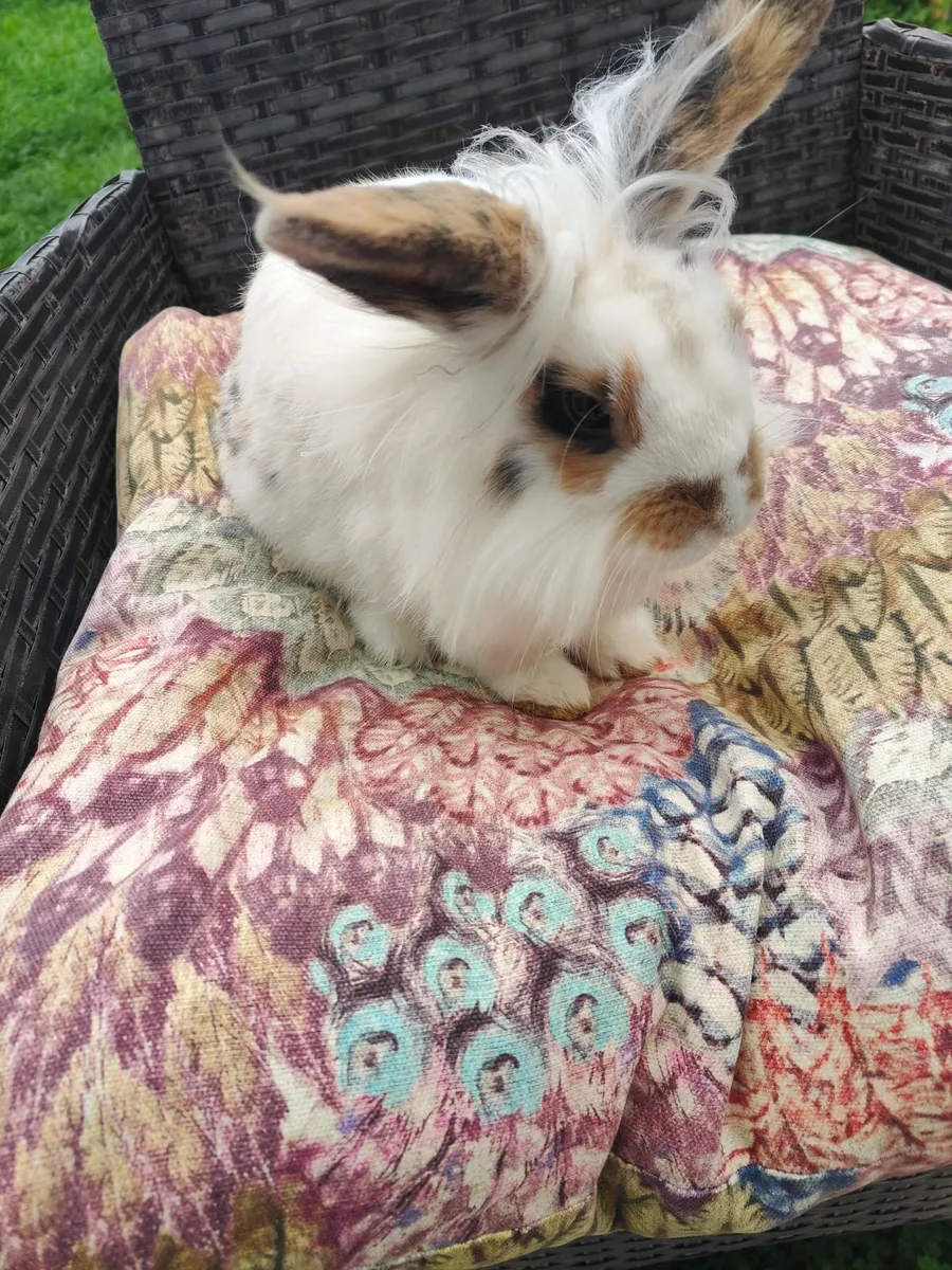 Free baby bunny Rabbit - Image 2
