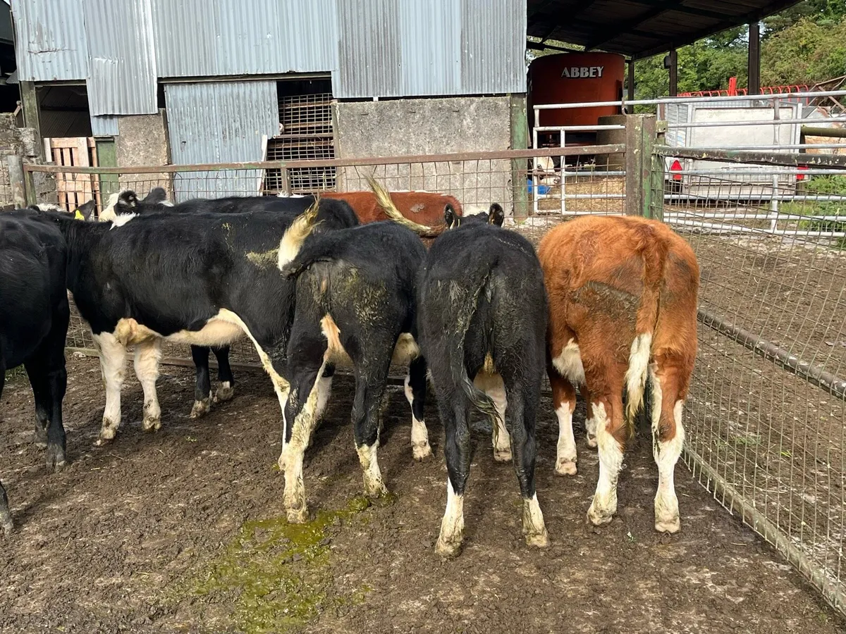 Weanling - Image 4