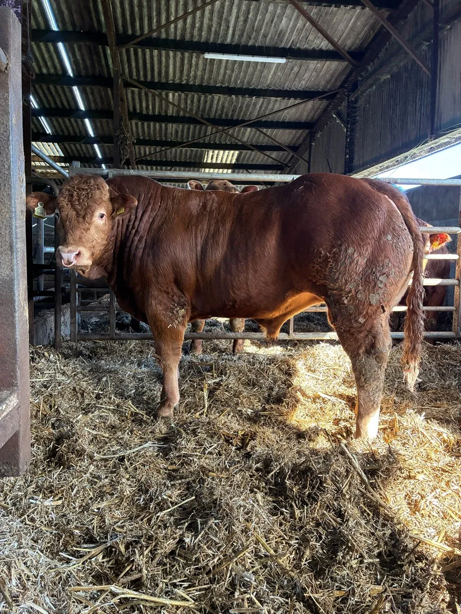 Super 5 star Limousin bull - Image 1