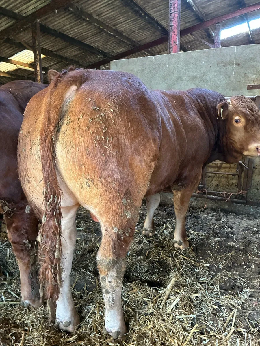 Super 5 star Limousin bull - Image 3