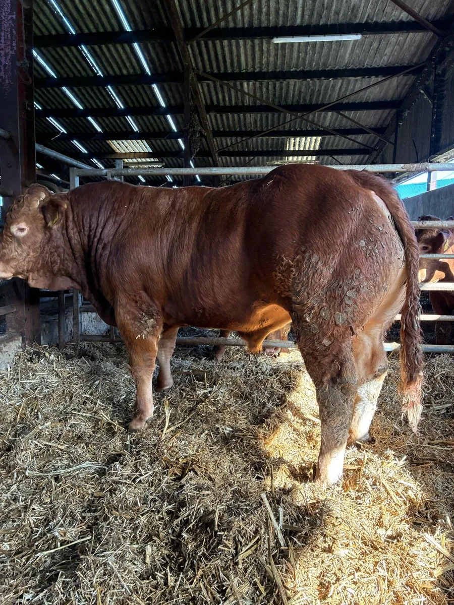 Super 5 star Limousin bull - Image 2