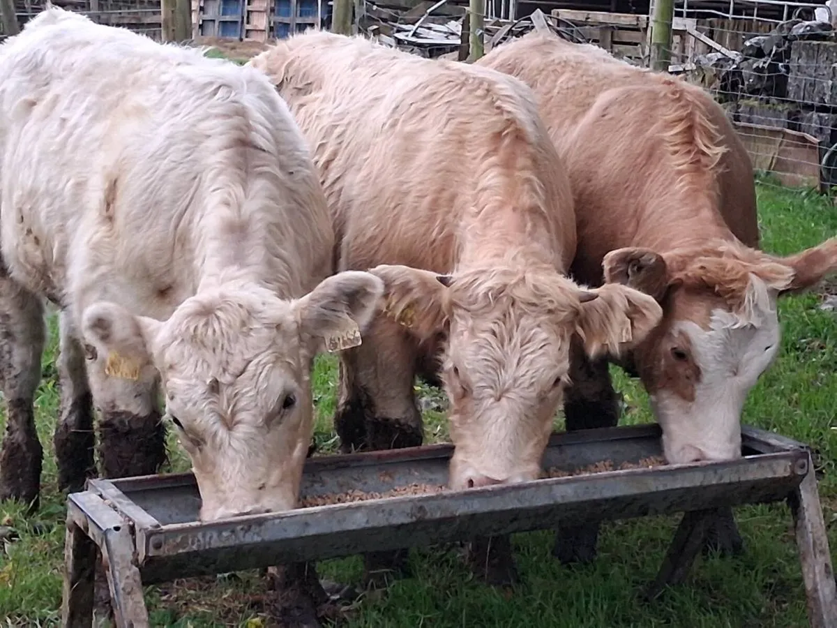3 Super Charolais Weanling Heifers - Image 1