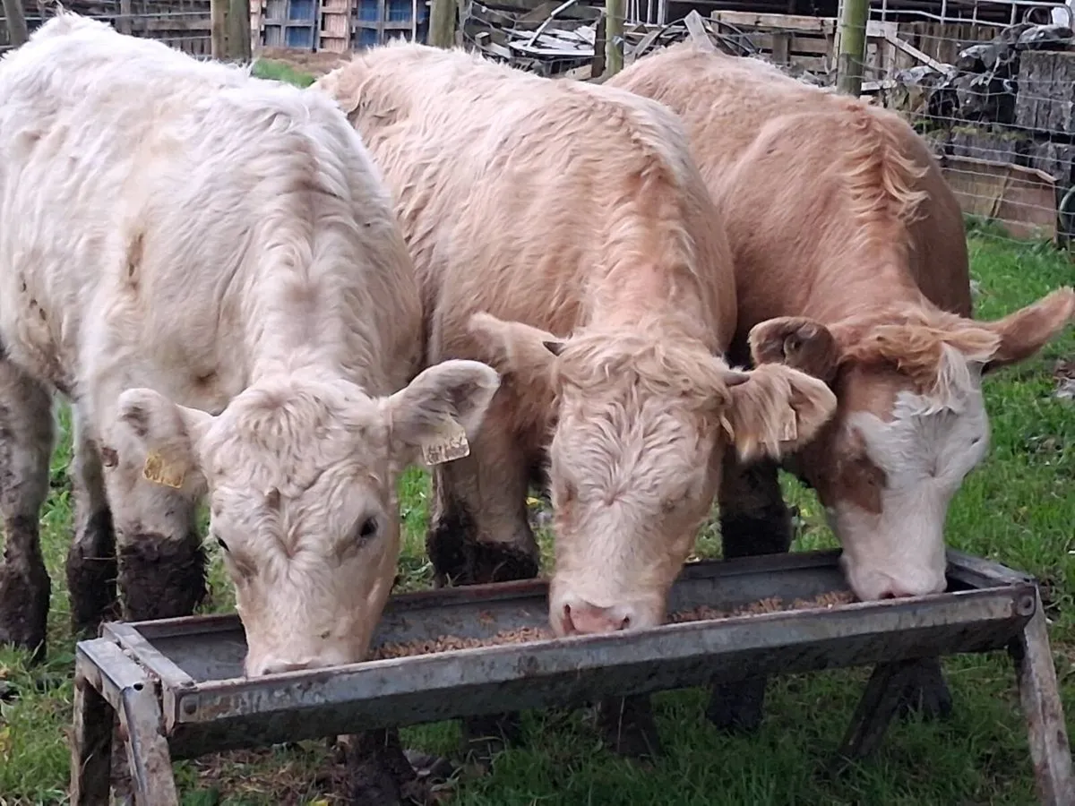 3 Super Charolais Weanling Heifers - Image 2