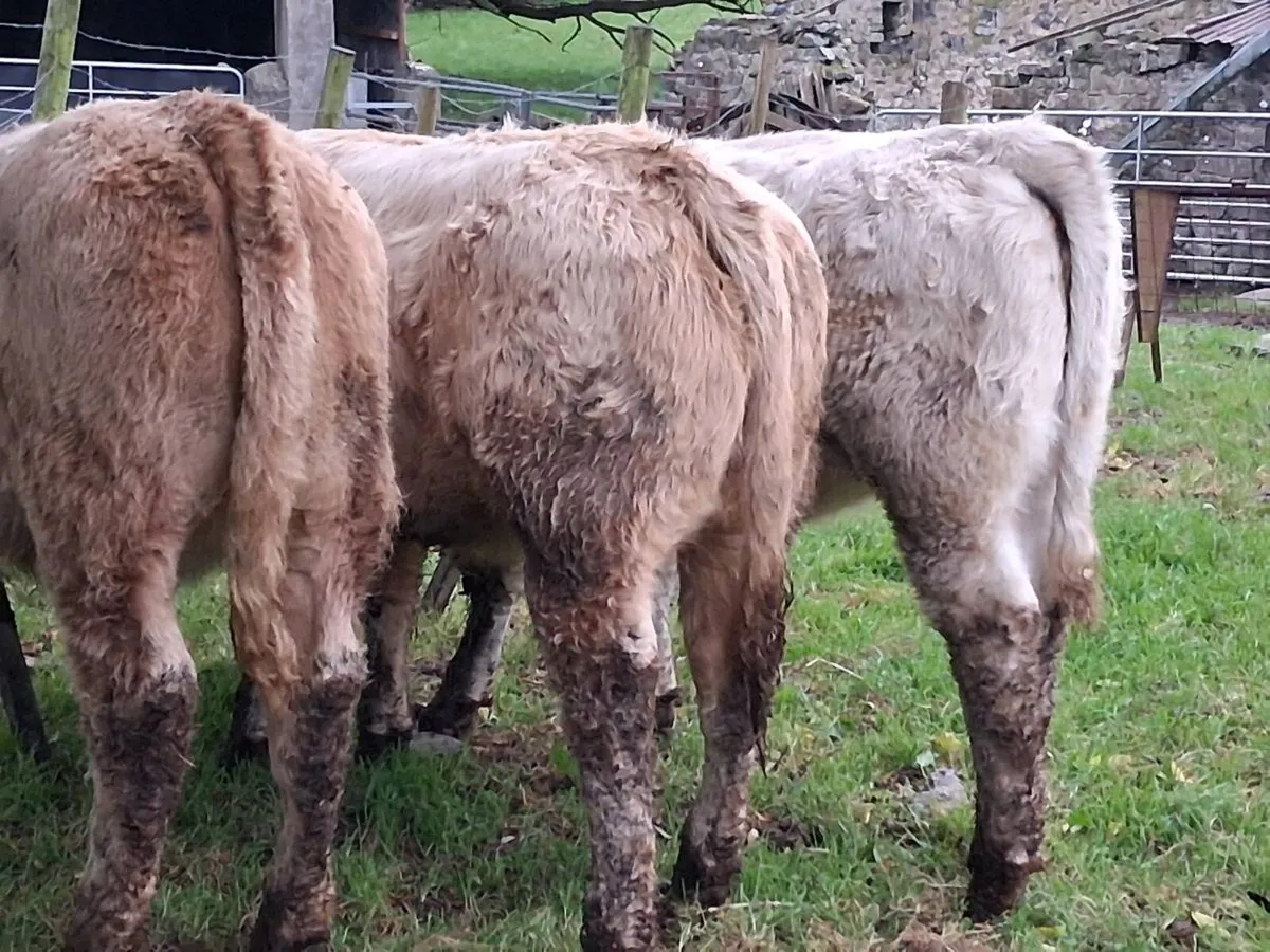 3 Super Charolais Weanling Heifers - Image 3