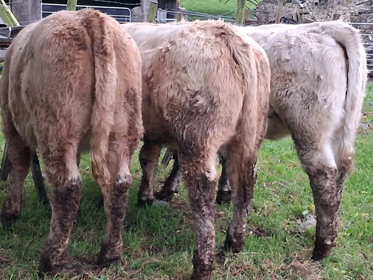3 Super Charolais Weanling Heifers - Image 4