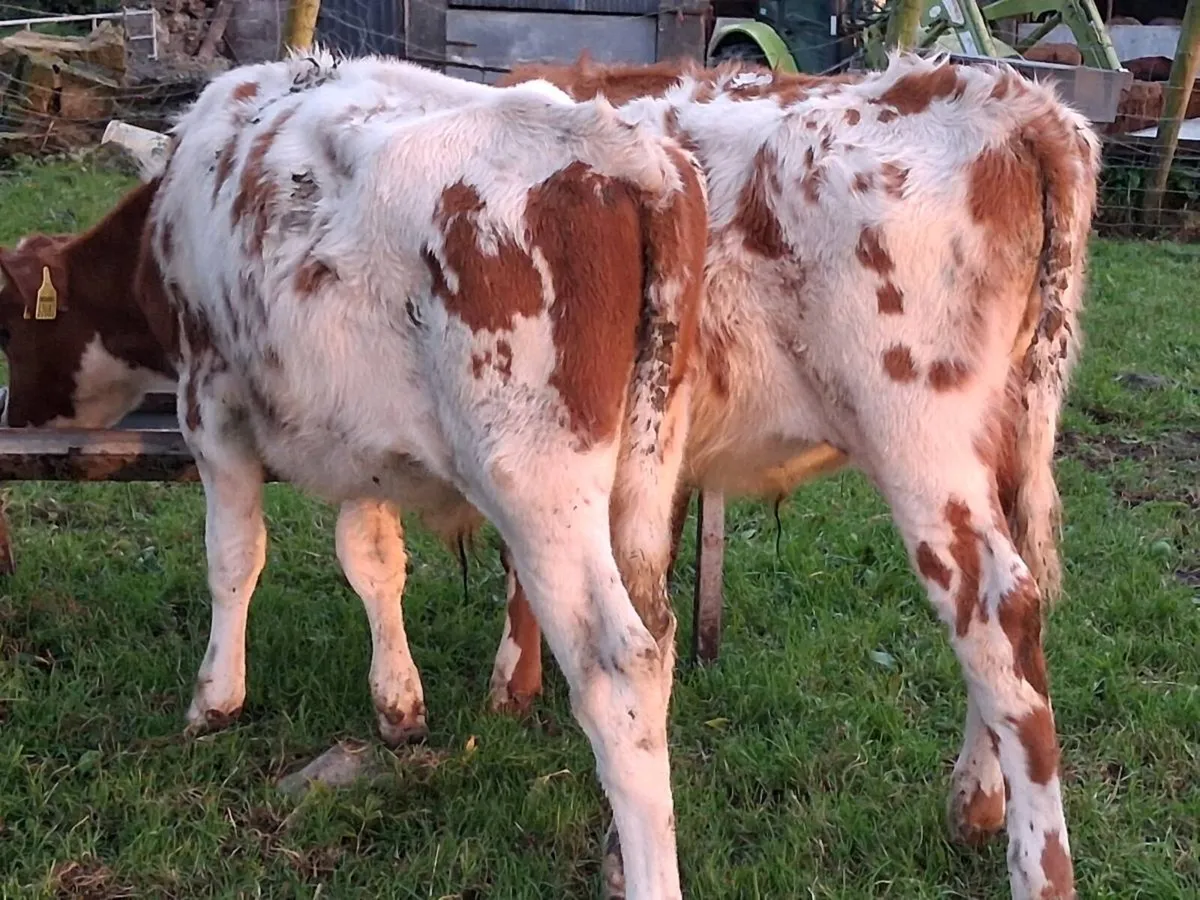 2 Shorthorn Bull Weanlings - Image 4