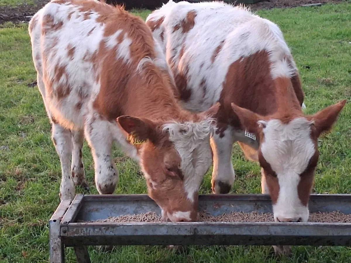 2 Shorthorn Bull Weanlings - Image 1