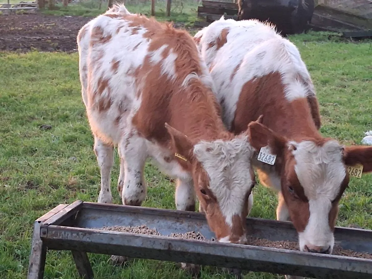 2 Shorthorn Bull Weanlings - Image 2