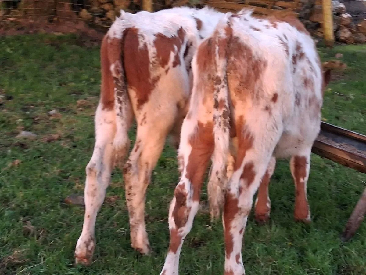 2 Shorthorn Bull Weanlings - Image 3