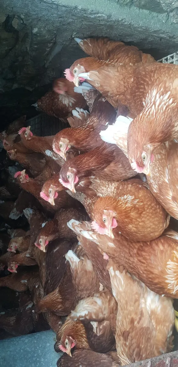 Point of lay pullets - Image 3