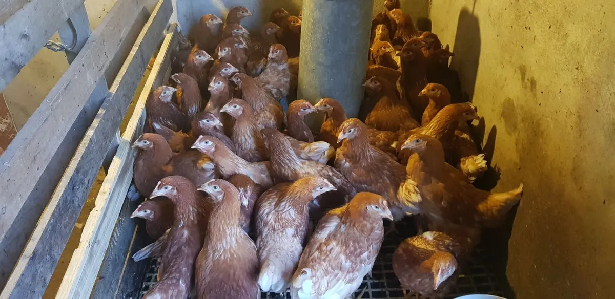 Point of lay pullets - Image 1