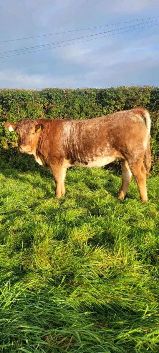 Roan colour heifer and limousin weanlings - Image 1