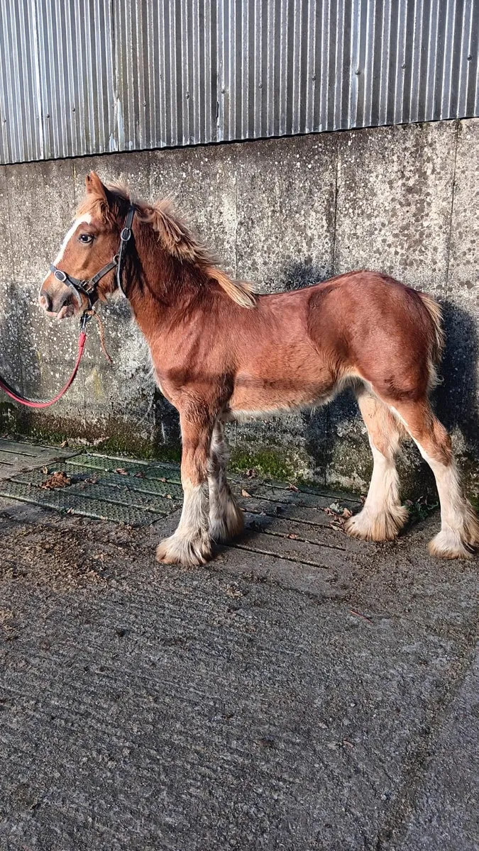 Colt foals - Image 1