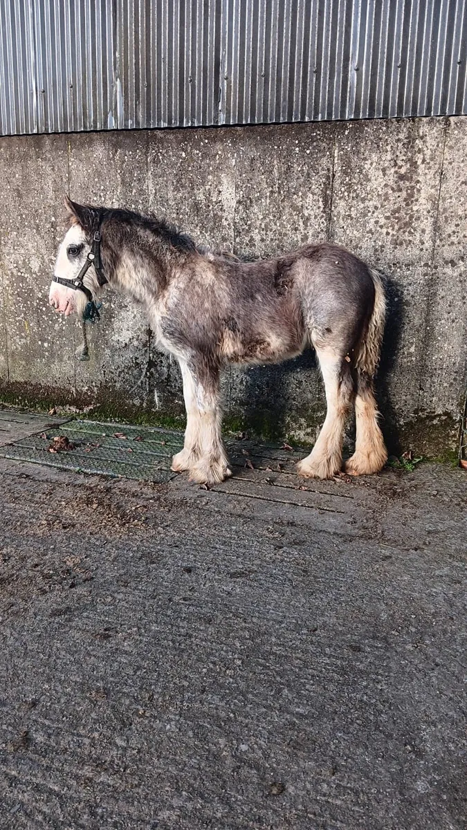 Colt foals - Image 2