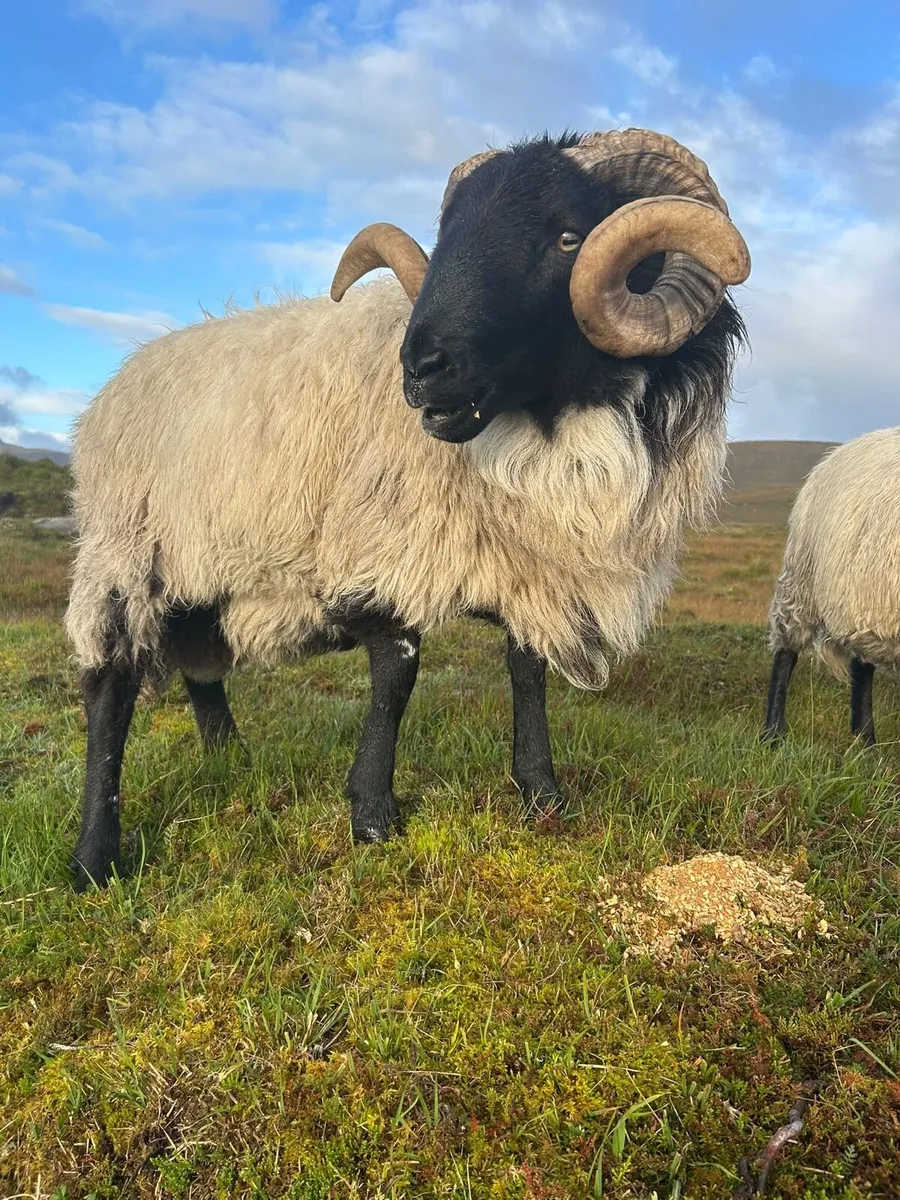 Mayo Blackface Rams - Image 1